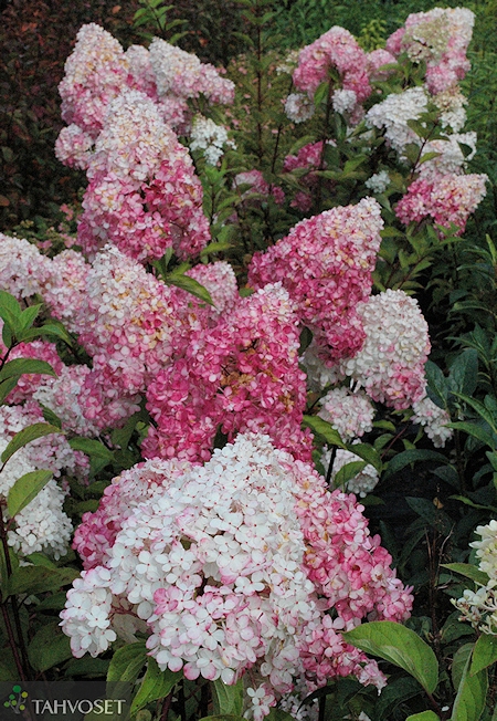 Hydrangea paniculata 'Renhy' ('Vanille Fraise'), japaninhortensia